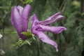 Large lush pink magnolia flowers. Fresh flowers bloomed on the branch after the rain, covered with raindrops. Royalty Free Stock Photo