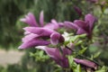 Large lush pink magnolia flowers. Fresh flowers bloomed on the branch after the rain, covered with raindrops. Royalty Free Stock Photo