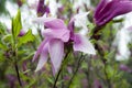 Large lush pink magnolia flowers. Fresh flowers bloomed on the branch after the rain, covered with raindrops. Royalty Free Stock Photo