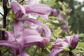 Large lush pink magnolia flowers. Fresh flowers bloomed on the branch after the rain, covered with raindrops. Royalty Free Stock Photo