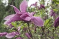 Large lush pink magnolia flowers. Fresh flowers bloomed on the branch after the rain, covered with raindrops. Royalty Free Stock Photo