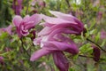 Large lush pink magnolia flowers. Fresh flowers bloomed on the branch after the rain, covered with raindrops. Royalty Free Stock Photo