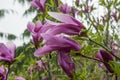 Large lush pink magnolia flowers. Fresh flowers bloomed on the branch after the rain, covered with raindrops. Royalty Free Stock Photo