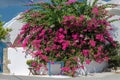 Large lush red bougainvillea Bush