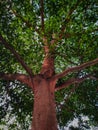 a large lush tree with a brown trunk with many branches and twigs covering the sun Royalty Free Stock Photo