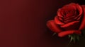 Large luxurious red rose close-up. Generative ai