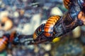 Large Madagascar cockroaches