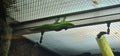 a very big one Great Madagascar day gecko (Phelsuma grandis). It\'s a reptile. Royalty Free Stock Photo