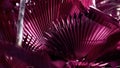 Large magenta palm leaf of the Sabal minor family. Natural tropical background