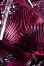 Large magenta palm leaf of the Sabal minor family. Natural tropical background Royalty Free Stock Photo