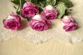 Large magnificent roses with petals, painted white with pink around the edge, lying on top of openwork fabric