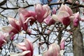 Large magnolia buds opening on branches of trees in the park Royalty Free Stock Photo