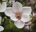 large magnolia flower