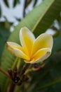 Large Magnolia flower with leaves