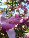 Large magnolia flower