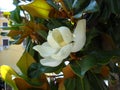 Large magnolia flower. Large white petals cover the yellow stamens and pistils. Wide shiny green leaves around the inflorescence.