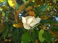 Large magnolia flower. Large white petals cover the yellow stamens and pistils. Wide shiny green leaves around the inflorescence.