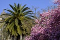 A large magnolia with pink flowers