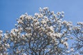 A large magnolia tree blossomed its flowers