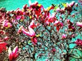 A large magnolia tree full of beautiful flowers in the background of blue sky