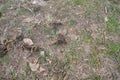 Large magnolia tree seeds on the ground