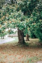 Large magolia tree Royalty Free Stock Photo