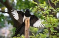 large magpie lands on a tree with spread wings Royalty Free Stock Photo