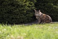 Large Maine Coon cat on green lawn in summer sunny garden. Royalty Free Stock Photo