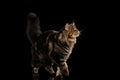 Large Maine Coon Cat Walk, furry tail, Isolated Black Background