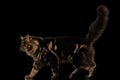 Large Maine Coon Cat Walk, furry tail, Isolated Black Background Royalty Free Stock Photo