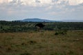 Large and majestic ostrich is running across a vast, grassy plain