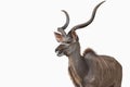Large make kudu antelope side view mouth open