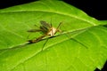 A large malarial mosquito sits on a green leaf. Macro