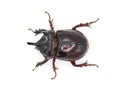 large male adult Ox Beetle or elephant beetle - Strategus aloeus showing three horns. Isolated on white background top dorsal view Royalty Free Stock Photo