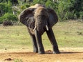 Elephant at waterhole in the Addo Elephant Park, South Africa. Royalty Free Stock Photo