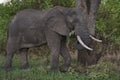 Large male African Elephant in South Luangwa National Park, Zambia Royalty Free Stock Photo