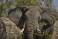 Large male African Elephant in South Luangwa National Park, Zambia