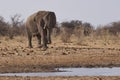 Bull African Elephant at a waterhole in Etosha National Park, Namibia Royalty Free Stock Photo