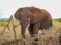 Large male African elephant walking on the savannah. Royalty Free Stock Photo