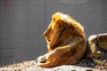 A large, male African lion with a bright, golden mane gazes into the distance while lying down in a zoo enclosure.