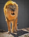 A large, male African lion with a bright, golden mane roars in the cold in a zoo enclosure.