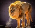 A large male African lion with a golden mane exhales in the cold in an enclosure at a zoo.