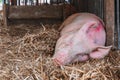 Large male american yorkshire pig sleeping in pen