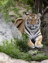 large male Amur Tiger, Panthera tigris altaica, is resting in the grass Royalty Free Stock Photo