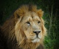 Large male Asiatic Lion portrait - head and face with thick golden mane of fur. Green foliage background.