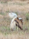 Large Male Australian Bustard