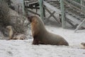 Large male Australian Seal