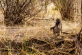 Large Male Baboon with Young Baboons in drought stricken area of central Kruger National Park