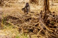 Large Male Baboon with Young Baboons in drought stricken area of central Kruger National Park