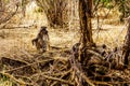 Large Male Baboon with Young Baboons in drought stricken area of central Kruger National Park